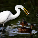 Great Egret
