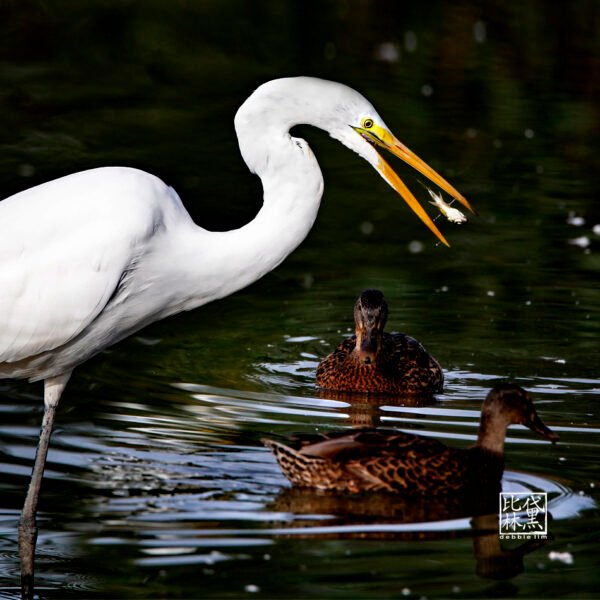 Great Egret